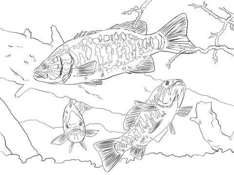 Smallmouth Bass Coloring Page